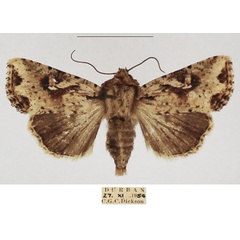 /filer/webapps/moths/media/images/N/natalensis_Mythimna_AF_TMSA_02.jpg