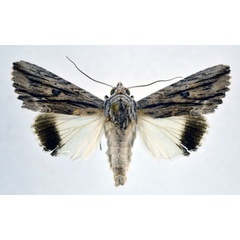 /filer/webapps/moths/media/images/M/mimica_Lyncestis_AM_NHMO.jpg