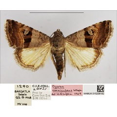 /filer/webapps/moths/media/images/C/corniculans_Ozarba_AM_NHMUK.jpg