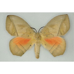 /filer/webapps/moths/media/images/S/sciron_Acrojana_AM_Ihle_01.jpg