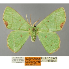 /filer/webapps/moths/media/images/M/mutanda_Lophorrhachia_HT_ZSM_01.jpg