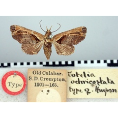 /filer/webapps/moths/media/images/O/ochricostata_Eutelia_HT_BMNH.jpg