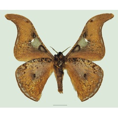 /filer/webapps/moths/media/images/S/stellata_Dogoia_AM_Basquinb.jpg