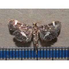 /filer/webapps/moths/media/images/P/perspectalis_Hymenia_A_Goff_02.jpg