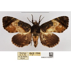 /filer/webapps/moths/media/images/P/polymorpha_Chlumetia_PLT_NHMUK_02.jpg