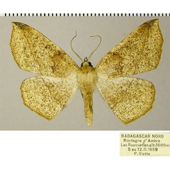 /filer/webapps/moths/media/images/S/swinhoei_Psilocerea_AF_ZSM_01.jpg