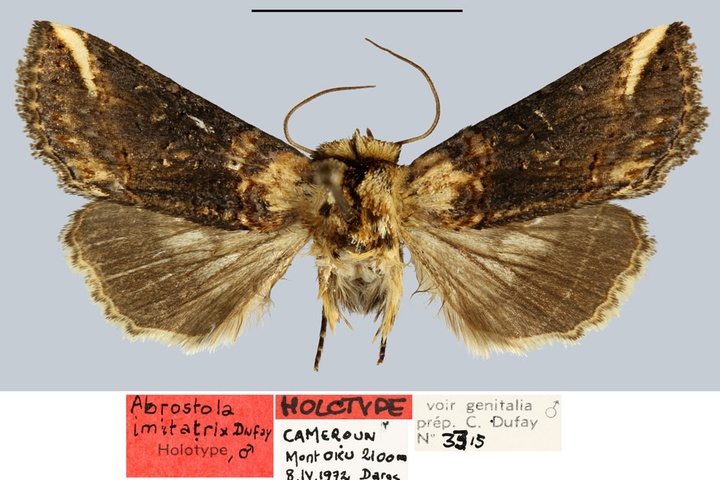 /filer/webapps/moths/media/images/I/imitatrix_Abrostola_HT_MNHN.jpg