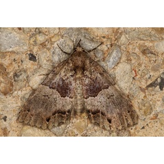 /filer/webapps/moths/media/images/I/interitalis_Sarmatia_A_Heyns.jpg