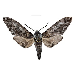 /filer/webapps/moths/media/images/R/robertbecki_Covelliana_HT_SMCRa.jpg