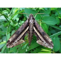 /filer/webapps/moths/media/images/R/rutherfordi_Centroctena_A_Ajibade.JPG