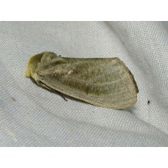 /filer/webapps/moths/media/images/S/simplex_Antheua_A_Goff_kWnbbyq.jpg