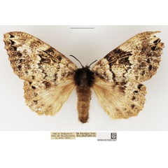 /filer/webapps/moths/media/images/S/sikorae_Closterothrix_AF_NHMUK.jpg