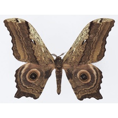 /filer/webapps/moths/media/images/E/ethra_Athletes_AM_Basquina.jpg