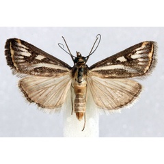 /filer/webapps/moths/media/images/F/frustalis_Loxostege_AM_Agassiz_02.jpg