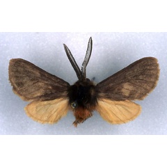 /filer/webapps/moths/media/images/P/paulis_Metarctia_HT_RMCA_03.jpg