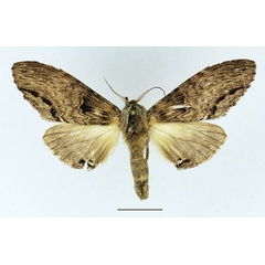 /filer/webapps/moths/media/images/C/centralis_Atrasana_AM_Basquin_03.jpg