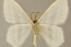 Epigelasma olsoufieffi