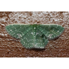 /filer/webapps/moths/media/images/A/alboviridata_Rhodesia_A_Voaden.jpg