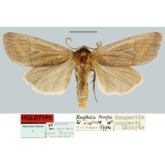 /filer/webapps/moths/media/images/R/rougeoti_Rougeotia_HT_MNHN.jpg