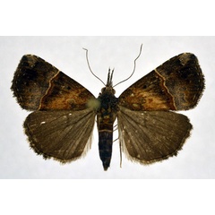 /filer/webapps/moths/media/images/P/puncticosta_Hypena_A_NHMO.jpg