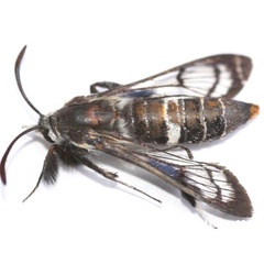 /filer/webapps/moths/media/images/X/xanthogaster_Felderiola_A_Young_02.jpg