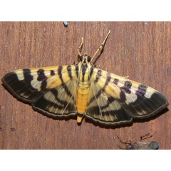 /filer/webapps/moths/media/images/B/butlerii_Syllepte_A_Goff_02.jpg