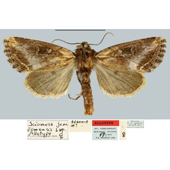 /filer/webapps/moths/media/images/J/jemjemensis_Sciomesa_AT_MNHN.jpg