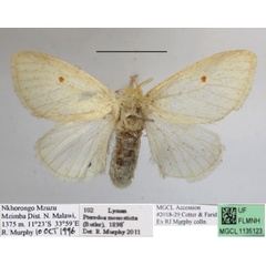 /filer/webapps/moths/media/images/M/monosticta_Pteredoa_AF_MGCLa_02.jpg