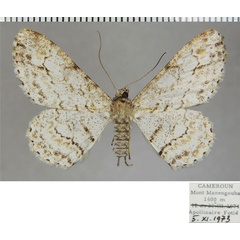 /filer/webapps/moths/media/images/D/derogaria_Cleora_AF_ZSM.jpg