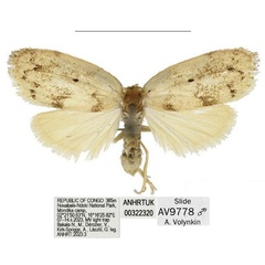 /filer/webapps/moths/media/images/C/cristata_Spatulosia_PTM_ANHRT.jpg