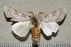 Eudasychira poliotis