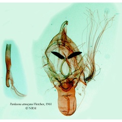 /filer/webapps/moths/media/images/A/atmocyma_Pardasena_GMHT_SNHM_3026.jpg