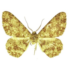 /filer/webapps/moths/media/images/M/muscivirens_Afroracotis_HT_ZSM.jpg