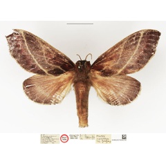 /filer/webapps/moths/media/images/P/pygmaeorum_Streblote_HT_NHMUK.jpg