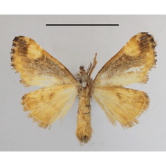 /filer/webapps/moths/media/images/O/ochreoguttata_Dasychira_AF_MGCLb_02.JPG