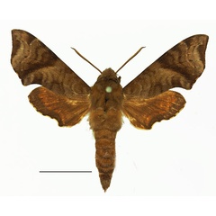 /filer/webapps/moths/media/images/I/iapygoides_Temnora_AM_Basquin_01a.jpg