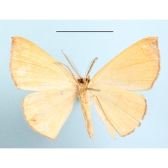 /filer/webapps/moths/media/images/I/inaequalis_Cyclophora_A_MGCLb_01.jpg
