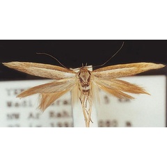 /filer/webapps/moths/media/images/S/strabella_Scythris_HT_ZMUC.jpg
