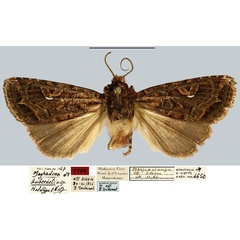 /filer/webapps/moths/media/images/D/duberneti_Maghadena_HT_MNHNa.jpg