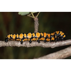 /filer/webapps/moths/media/images/T/terpsichore_Usta_C_Roland_01.jpg