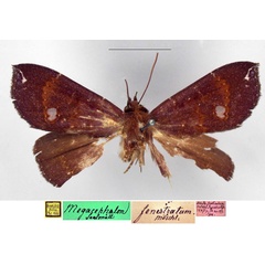 /filer/webapps/moths/media/images/F/fenestratum_Megacephalon_HT_ZMHB_x8GDavj.jpg