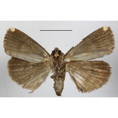 /filer/webapps/moths/media/images/M/monoleuca_Callyna_A_MGCLb_01.JPG