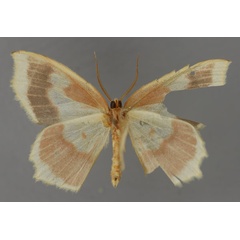 /filer/webapps/moths/media/images/J/jaspidaria_Hydatopsis_HT_ZSM_02.jpg