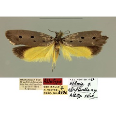 /filer/webapps/moths/media/images/A/atriflorella_Ethmia_AT_MNHN_6UMbtik.jpg