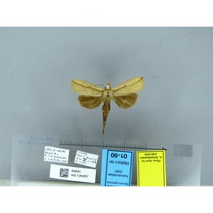 /filer/webapps/moths/media/images/L/longicauda-Macrosenta-RMNH01-90-38099-IvoryCoast.jpg