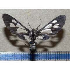 /filer/webapps/moths/media/images/A/albimacula_Agaphthora_A_Goffb_01.jpg