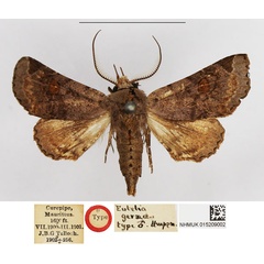 /filer/webapps/moths/media/images/G/geraea_Eutelia_LT_NHMUK.jpg