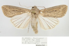 Leucania zeae