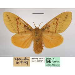 /filer/webapps/moths/media/images/I/imparilis_Chrysopsyche_AF_MGCLa_02.jpg