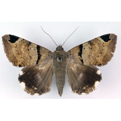 /filer/webapps/moths/media/images/L/lienardi_Achaea_AM_RMCA.jpg